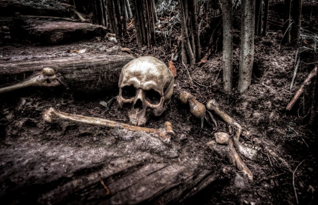 pexels-photo-534590-534590 A haunting image of a skull and bones amidst forest roots, evoking mystery and intrigue.